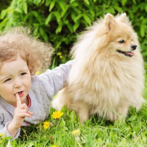 Pomeranian czy będzie dobrym kompanem dla dziecka 1x1