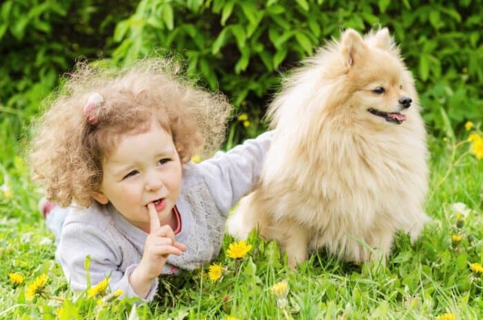 Pomeranian czy będzie dobrym kompanem dla dziecka